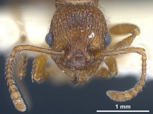 Myrmica deplanata specimen ANTWEB1041457 image antweb1041457_4
