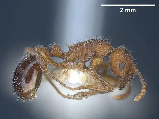 Myrmica deplanata specimen ANTWEB1041457 image antweb1041457_5