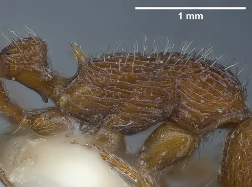 Myrmica deplanata specimen ANTWEB1041457 image antweb1041457_6
