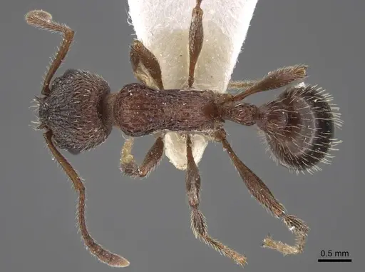 Myrmica deplanata specimen CASENT0917500 image casent0917500_1