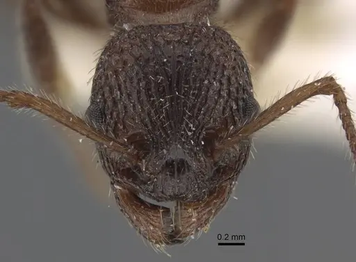 Myrmica deplanata specimen CASENT0917500 image casent0917500_2