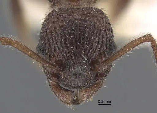 Myrmica deplanata specimen CASENT0917500 image casent0917500_3