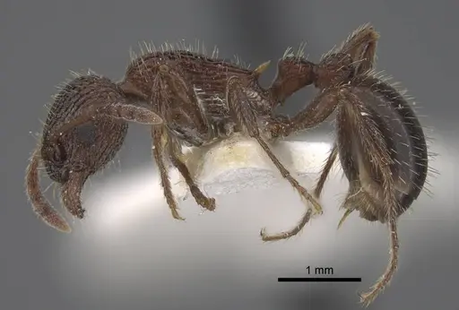 Myrmica deplanata specimen CASENT0917500 image casent0917500_4