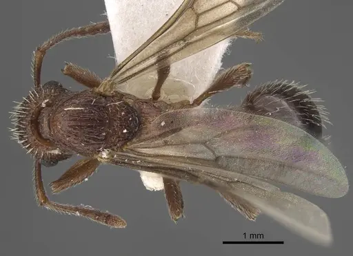 Myrmica deplanata specimen CASENT0917501 image casent0917501_1