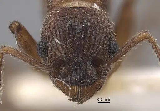 Myrmica deplanata specimen CASENT0917501 image casent0917501_3