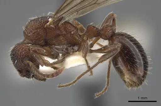 Myrmica deplanata specimen CASENT0917501 image casent0917501_4