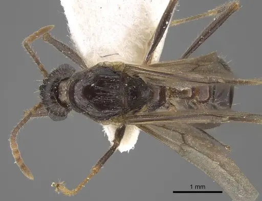 Myrmica deplanata specimen CASENT0917502 image casent0917502_1