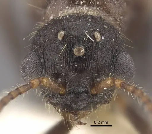 Myrmica deplanata specimen CASENT0917502 image casent0917502_2