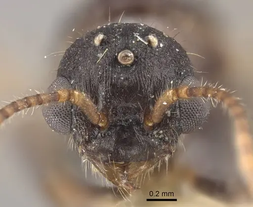 Myrmica deplanata specimen CASENT0917502 image casent0917502_3