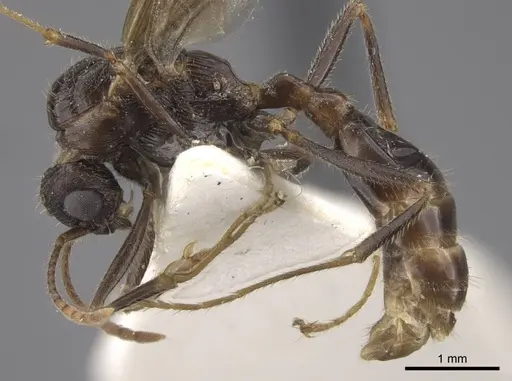 Myrmica deplanata specimen CASENT0917502 image casent0917502_4