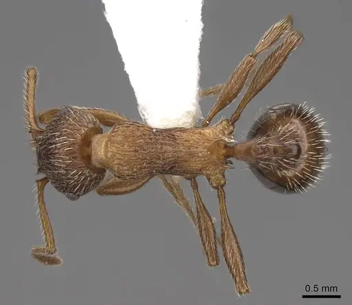 Myrmica deplanata specimen CASENT0922800 image casent0922800_1