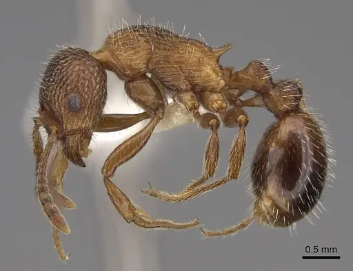 Myrmica deplanata specimen CASENT0922800 image casent0922800_3