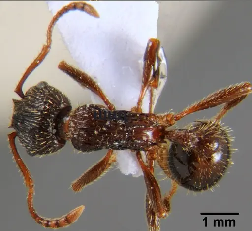 Myrmica deplanata specimen CFH000021 image cfh000021_1