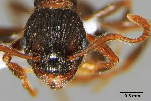 Myrmica deplanata specimen CFH000021 image cfh000021_2