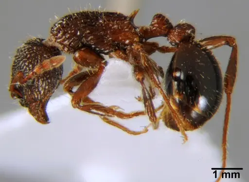 Myrmica deplanata specimen CFH000021 image cfh000021_3