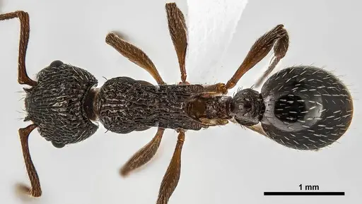 Myrmica detritinodis specimen ANTWEB1038009 image antweb1038009_1