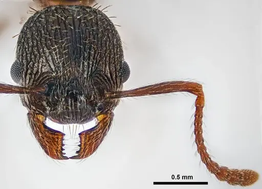 Myrmica detritinodis specimen ANTWEB1038009 image antweb1038009_2