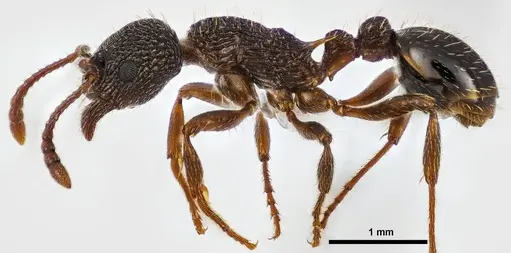 Myrmica detritinodis specimen ANTWEB1038009 image antweb1038009_3