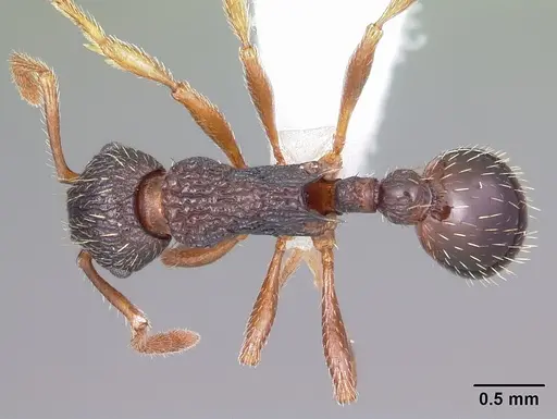 Myrmica detritinodis specimen CASENT0104832 image casent0104832_1