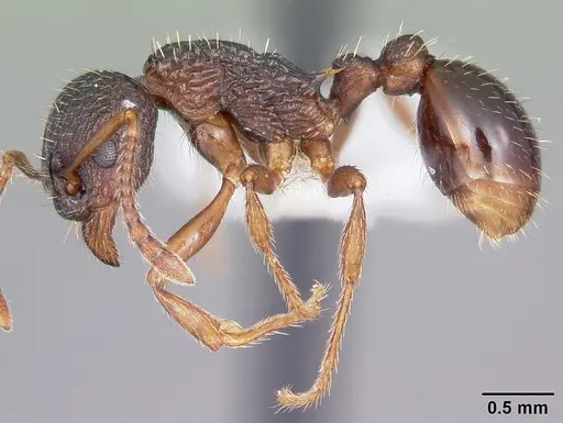 Myrmica detritinodis specimen CASENT0104832 image casent0104832_3