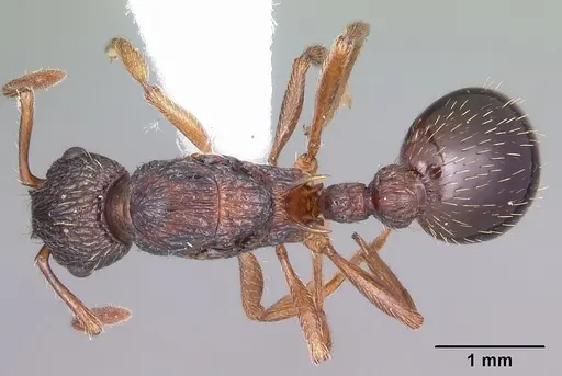 Myrmica detritinodis specimen CASENT0104833 image casent0104833_1