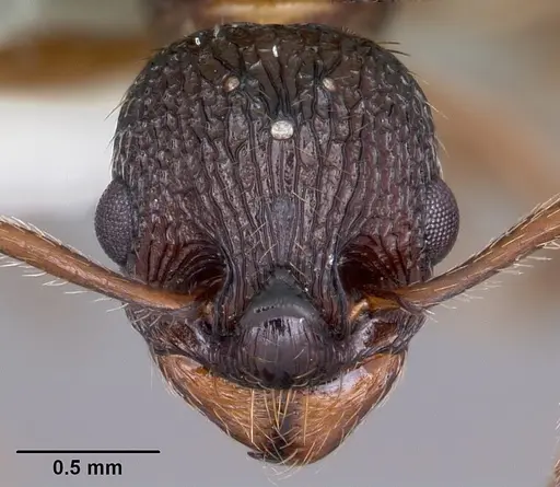 Myrmica detritinodis specimen CASENT0104833 image casent0104833_2