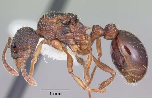Myrmica detritinodis specimen CASENT0104833 image casent0104833_3