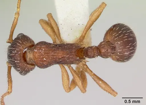 Myrmica detritinodis specimen CASENT0173003 image casent0173003_1