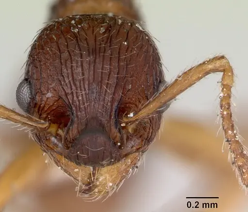 Myrmica detritinodis specimen CASENT0173003 image casent0173003_2