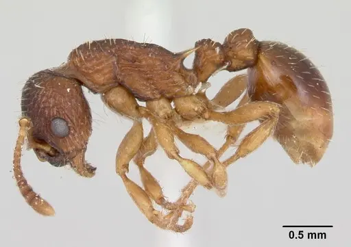 Myrmica detritinodis specimen CASENT0173003 image casent0173003_3
