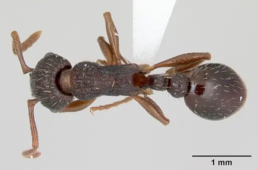 Myrmica detritinodis specimen CASENT0173004 image casent0173004_1