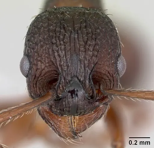 Myrmica detritinodis specimen CASENT0173004 image casent0173004_2