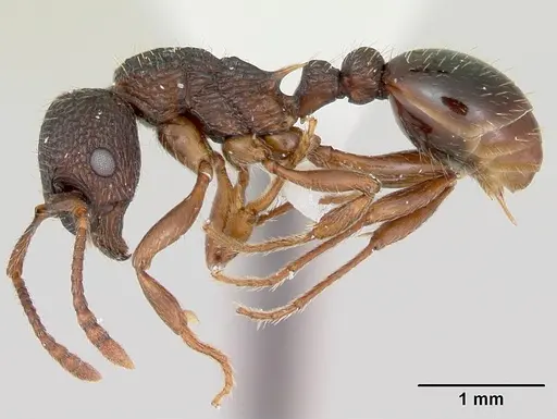 Myrmica detritinodis specimen CASENT0173004 image casent0173004_3