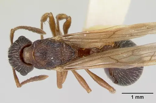 Myrmica detritinodis specimen CASENT0173005 image casent0173005_1