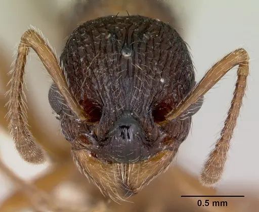 Myrmica detritinodis specimen CASENT0173005 image casent0173005_2