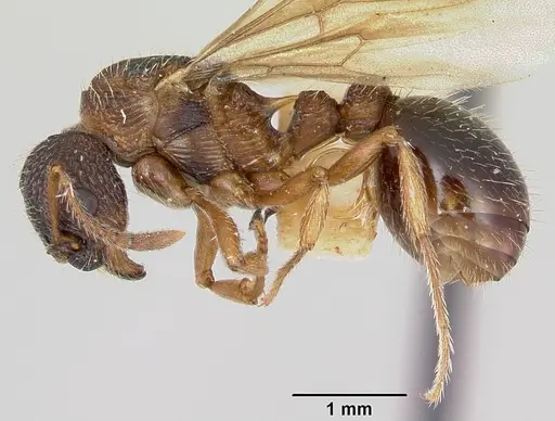 Myrmica detritinodis specimen CASENT0173005 image casent0173005_3