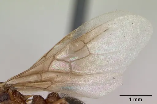 Myrmica detritinodis specimen CASENT0173005 image casent0173005_4
