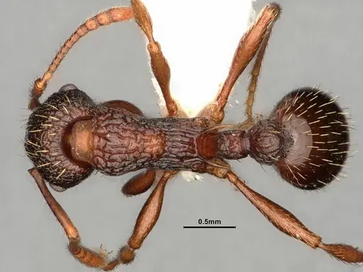 Myrmica detritinodis specimen CASENT0884305 image casent0884305_1