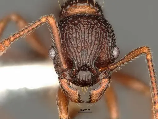 Myrmica detritinodis specimen CASENT0884305 image casent0884305_2