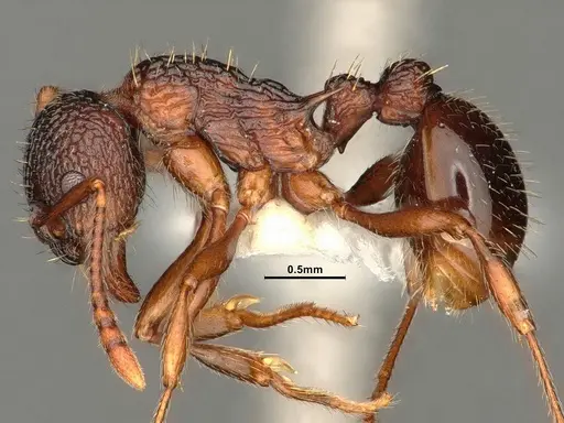 Myrmica detritinodis specimen CASENT0884305 image casent0884305_3