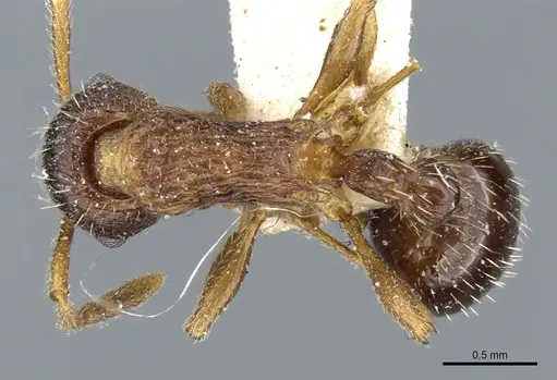 Myrmica detritinodis specimen CASENT0904077 image casent0904077_1