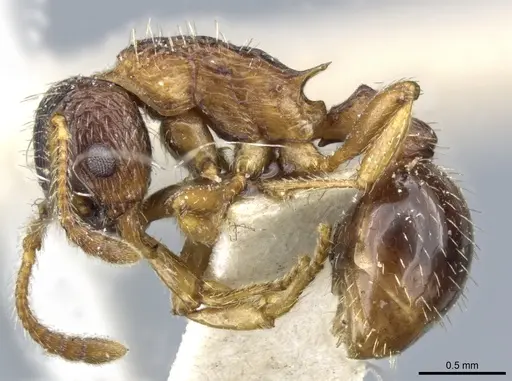 Myrmica detritinodis specimen CASENT0904077 image casent0904077_3