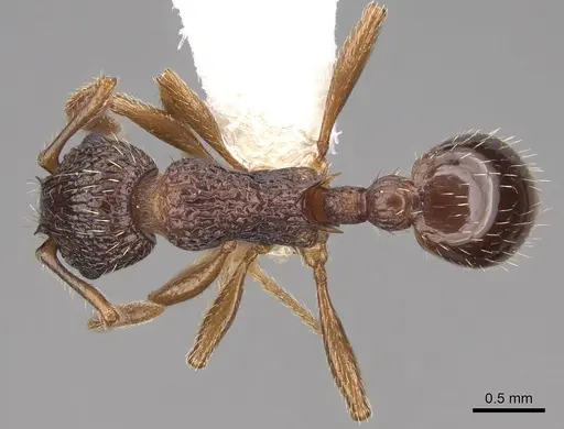 Myrmica detritinodis specimen CASENT0922747 image casent0922747_1