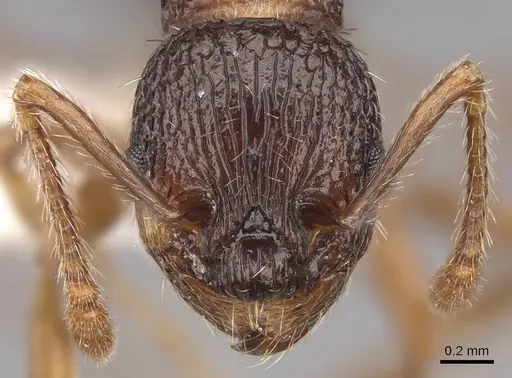 Myrmica detritinodis specimen CASENT0922747 image casent0922747_2