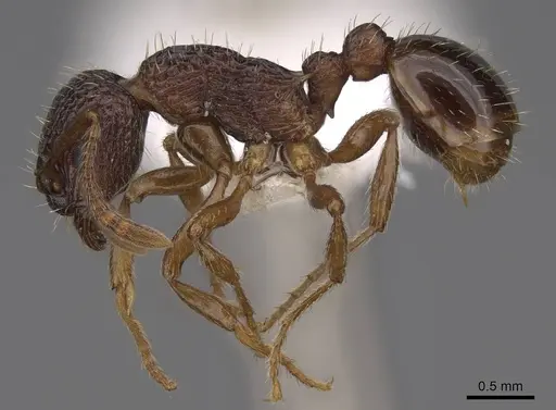 Myrmica detritinodis specimen CASENT0922747 image casent0922747_3
