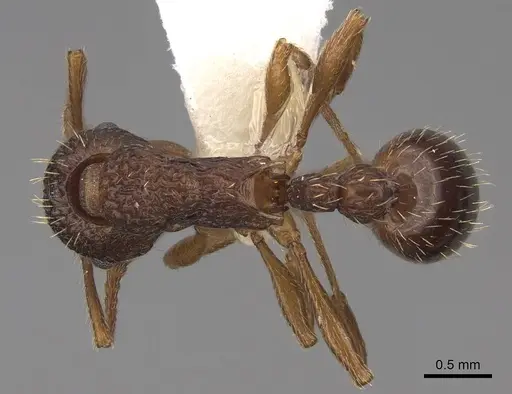 Myrmica detritinodis specimen CASENT0922748 image casent0922748_1