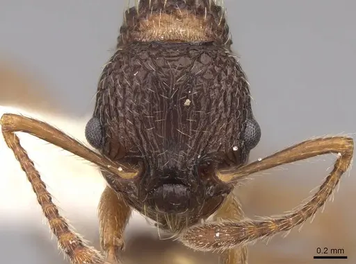 Myrmica detritinodis specimen CASENT0922748 image casent0922748_3