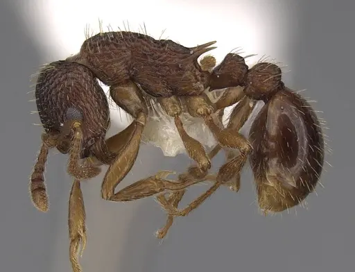 Myrmica detritinodis specimen CASENT0922748 image casent0922748_4