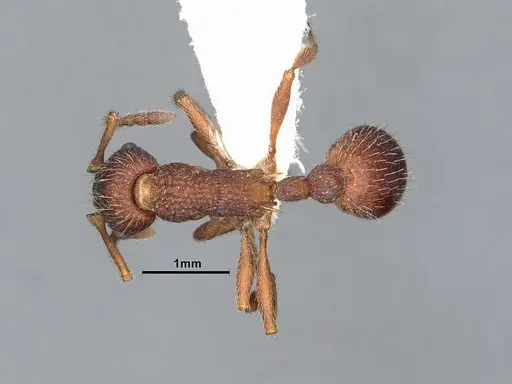 Myrmica detritinodis specimen CASENT4031304 image casent4031304_1