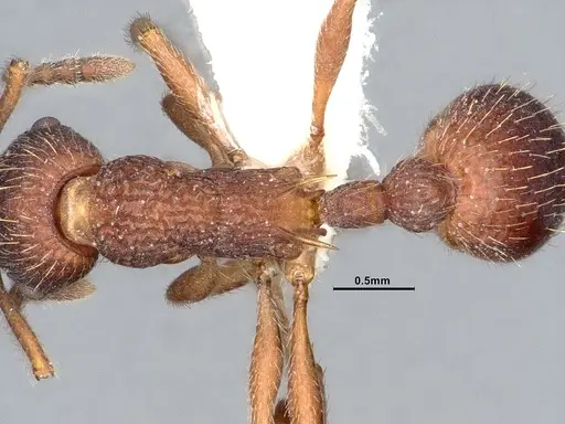Myrmica detritinodis specimen CASENT4031304 image casent4031304_2